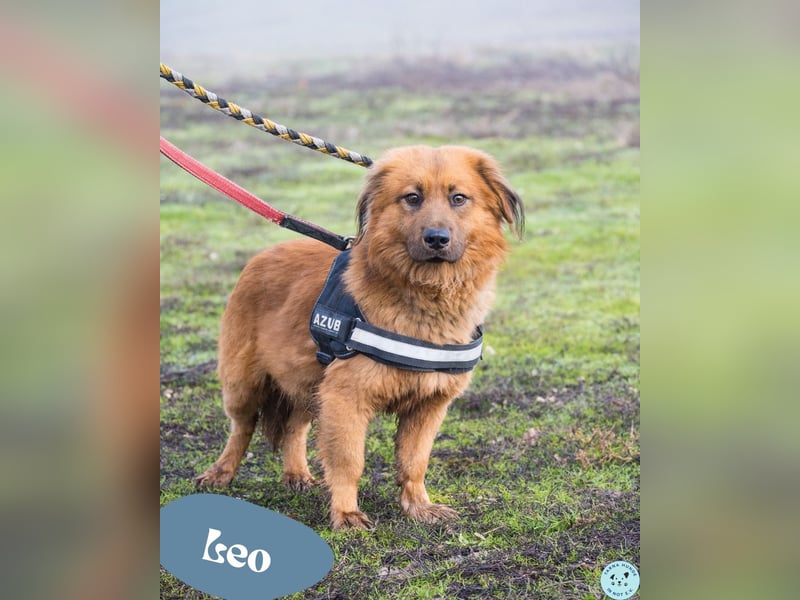 Leo SI - schüchtern, neugierig