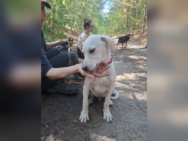 Jack - netter Hundejunge