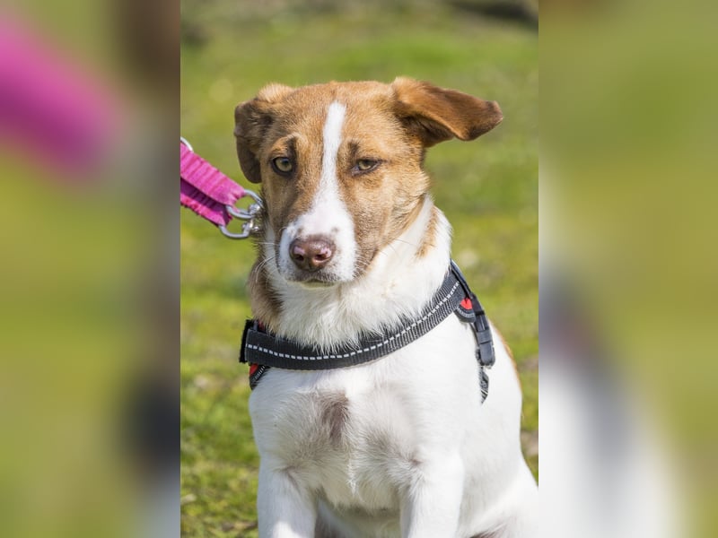 Tesco SI - schüchtern, manchmal ängstlich 