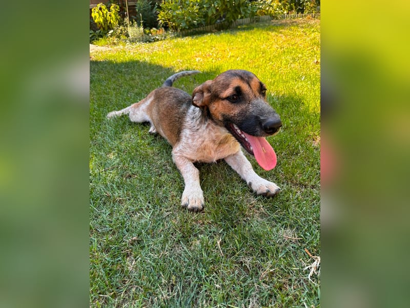Toto, geboren 08.02.2026, 34cm sucht seine Leute