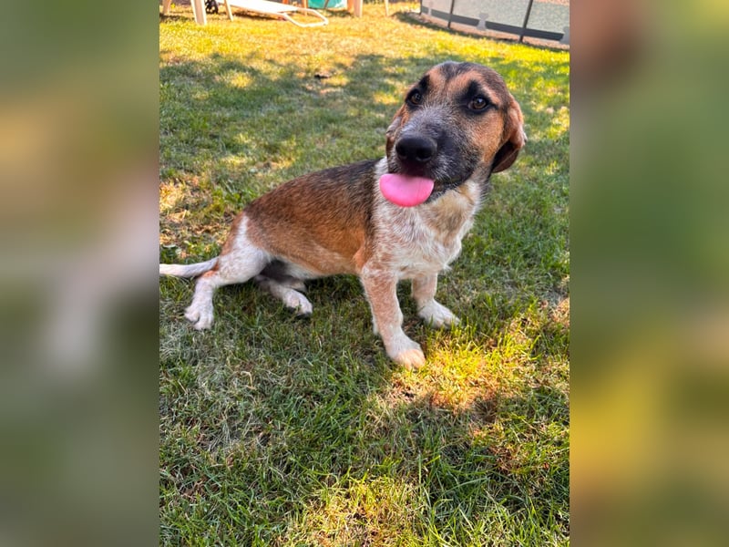 Toto, geboren 08.02.2026, 34cm sucht seine Leute