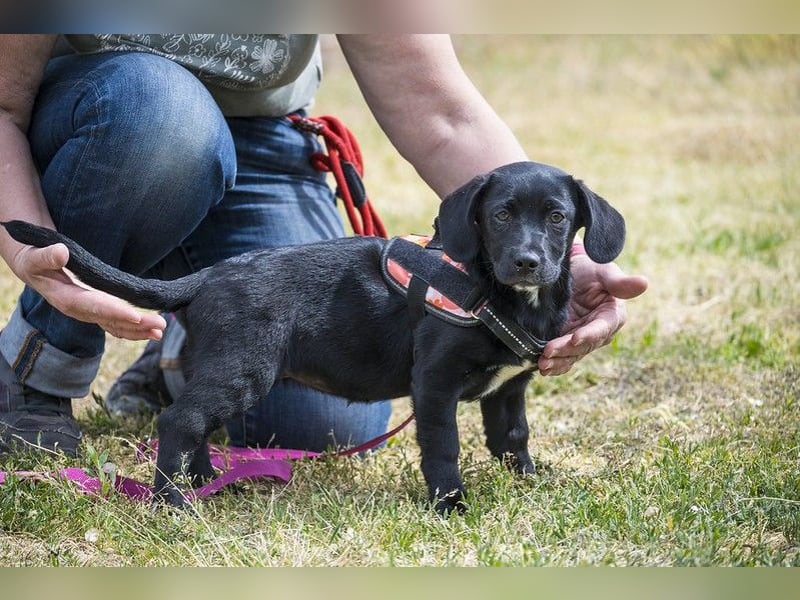 Bubba SI - verspielt, offen 