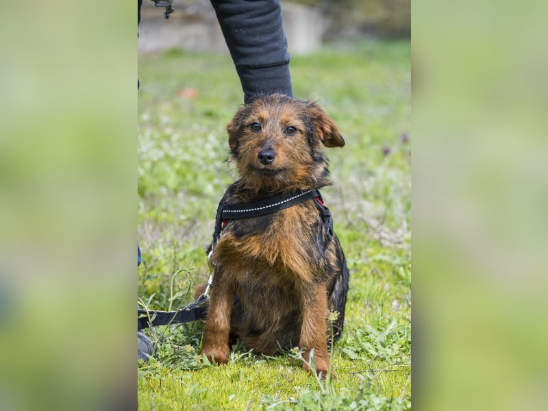 Szakall SI - vorsichtig, aktiv