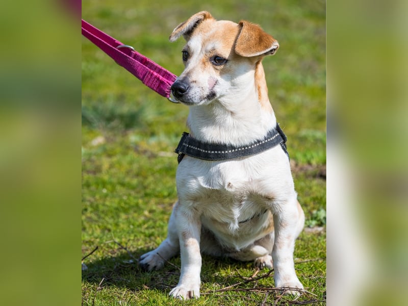 Egerke SI - zurückhaltend, eher scheu