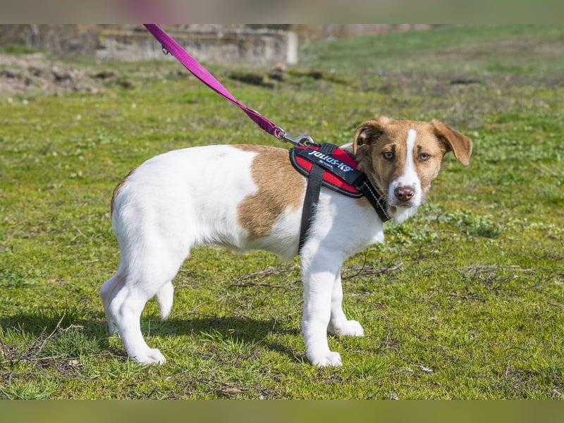 Tesco SI - schüchtern, manchmal ängstlich 