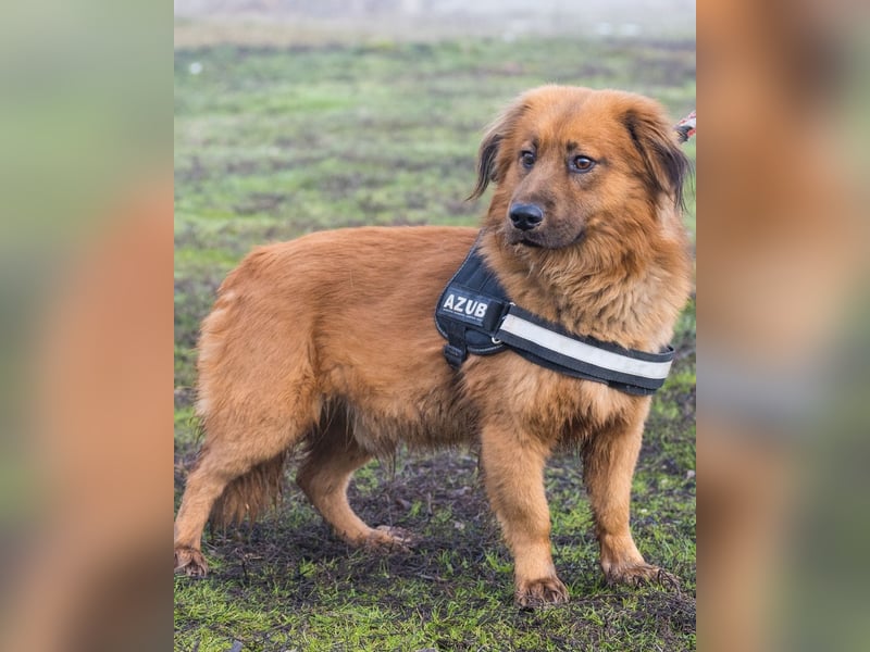 Leo SI - schüchtern, neugierig