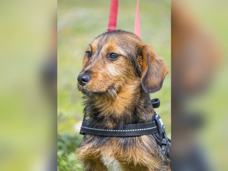 Bajusz - vorsichtig, aktiv