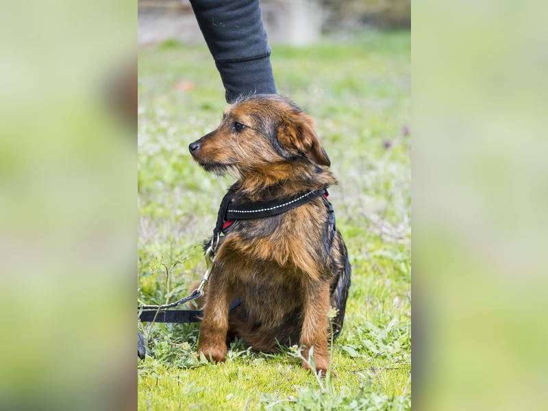 Szakall SI - vorsichtig, aktiv