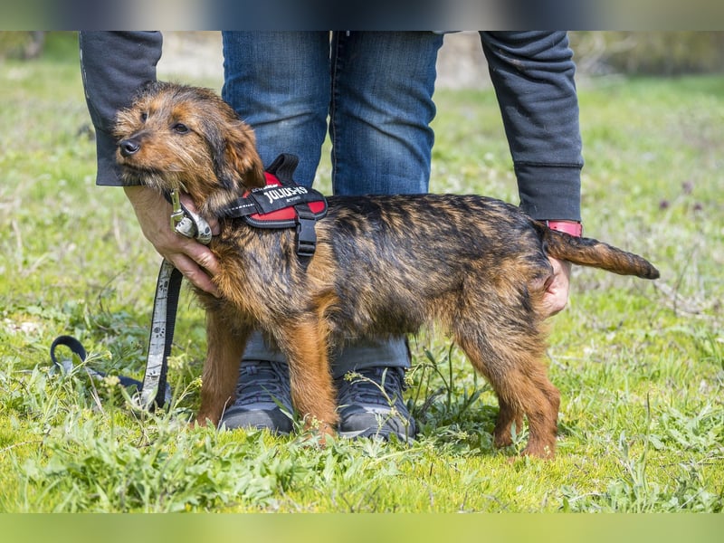 Szakall SI - vorsichtig, aktiv