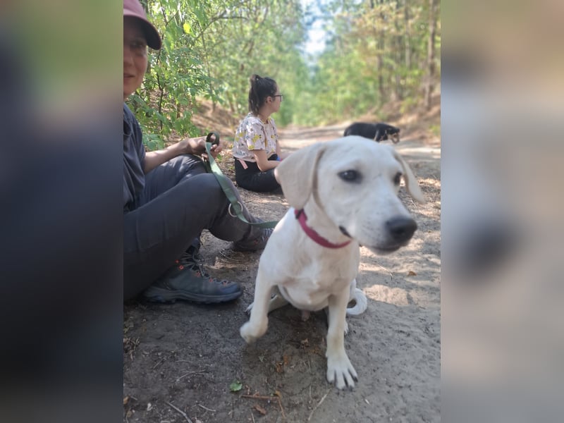 Jack - netter Hundejunge