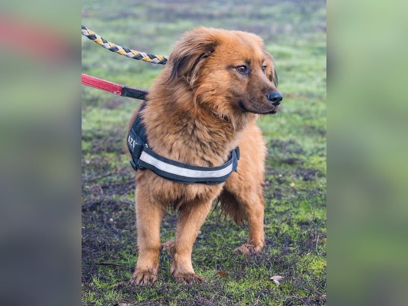 Leo SI - schüchtern, neugierig