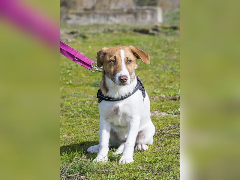 Tesco SI - schüchtern, manchmal ängstlich 