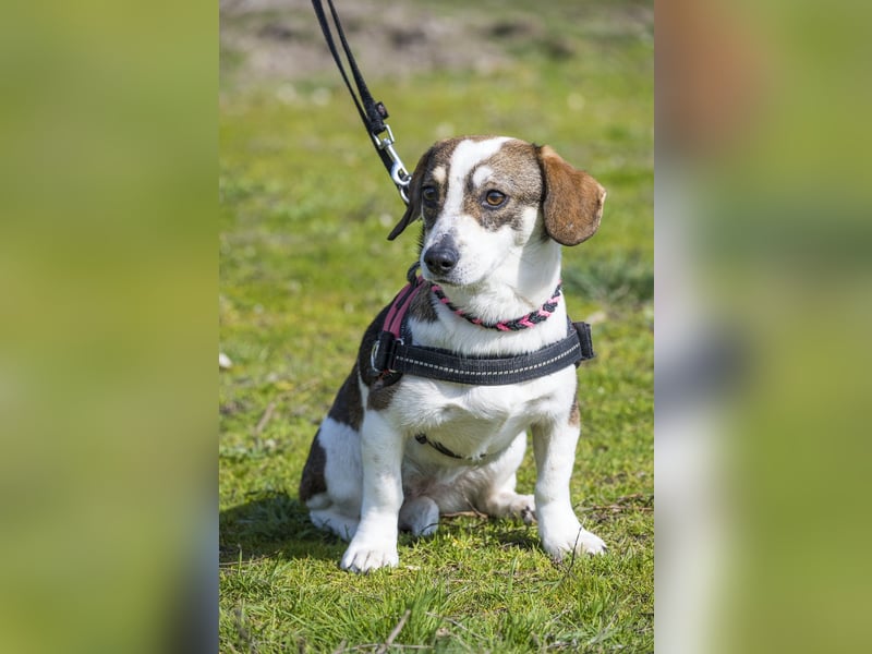 Manci SI - misstrauisch, noch scheu