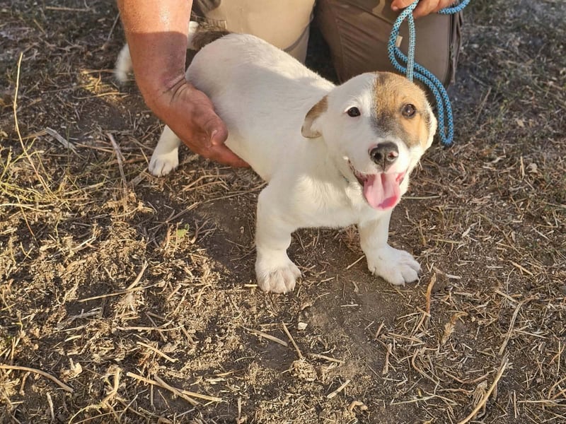 Byron, geboren 15.06.2026, 31cm sucht seine Chance