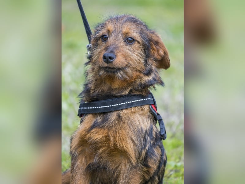 Szakall SI - vorsichtig, aktiv