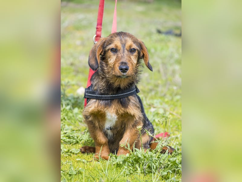 Bajusz - vorsichtig, aktiv