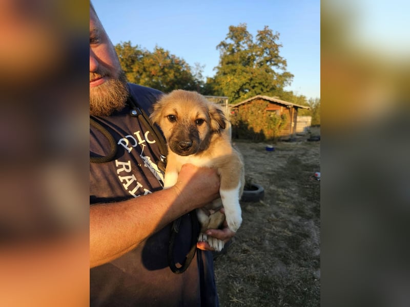 Bijou, geboren 15.06.2026, 29cm sucht ihr für immer Zuhause