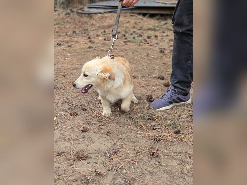 Toma - netter Hundejunge