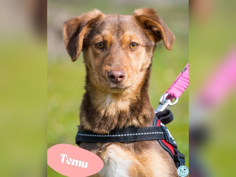 Temu SI - freundlich, offen 