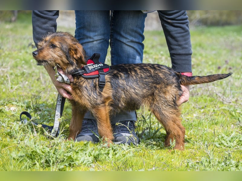 Szakall SI - vorsichtig, aktiv