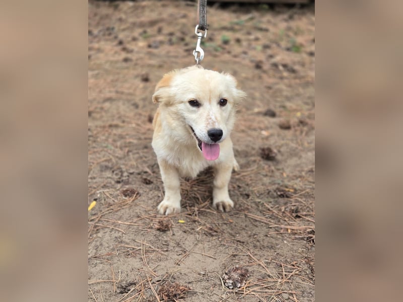 Toma - netter Hundejunge