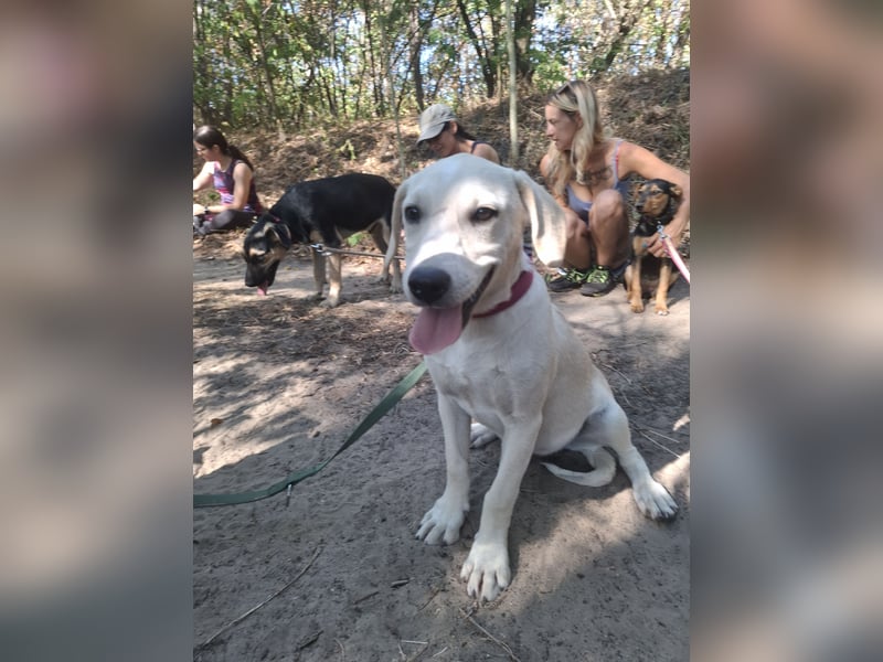 Jack - netter Hundejunge