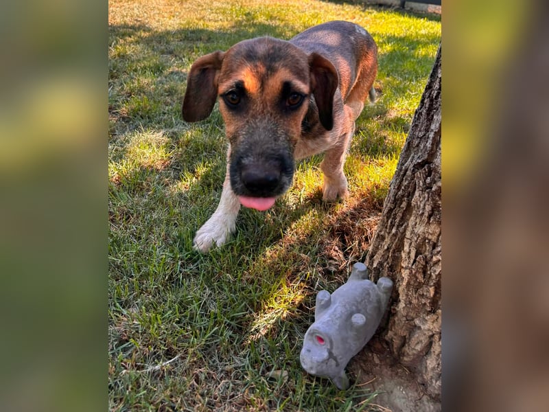 Toto, geboren 08.02.2026, 34cm sucht seine Leute