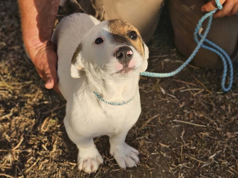 Byron, geboren 15.06.2026, 31cm sucht seine Chance