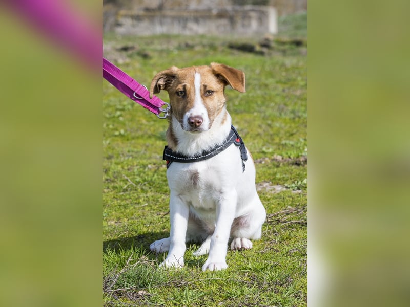 Tesco SI - schüchtern, manchmal ängstlich 
