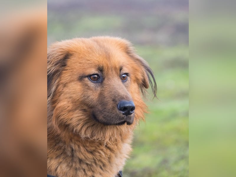 Leo SI - schüchtern, neugierig