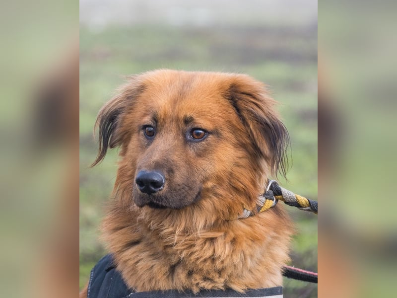 Leo SI - schüchtern, neugierig