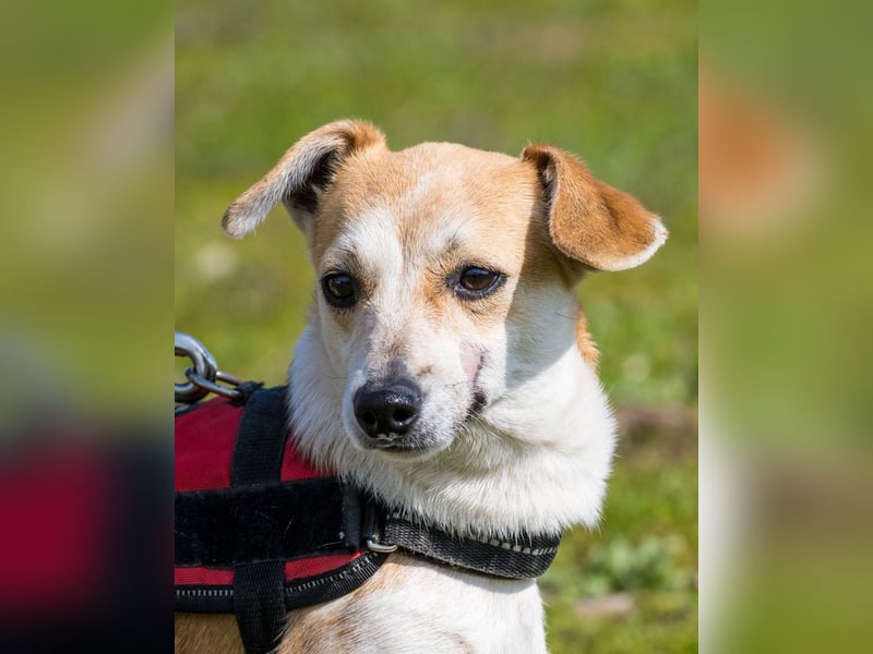 Egerke DE - zurückhaltend, eher scheu