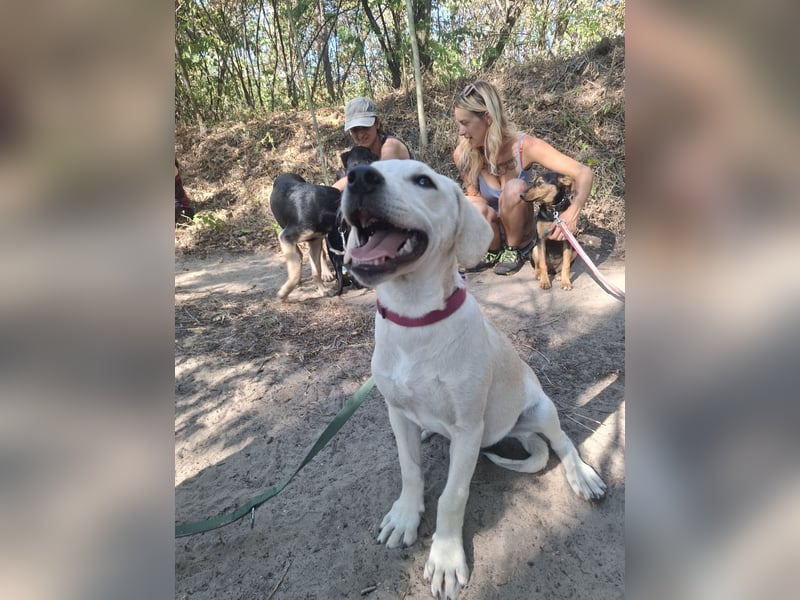 Jack - netter Hundejunge