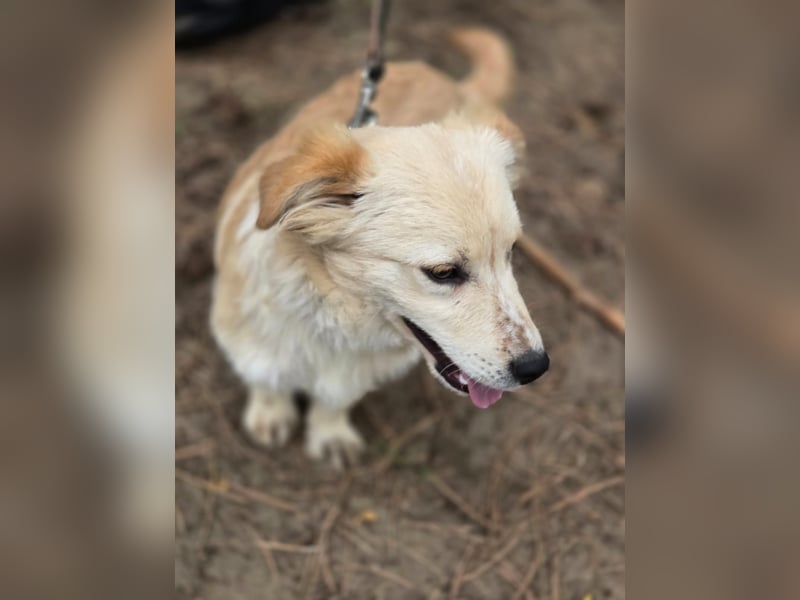 Toma - netter Hundejunge