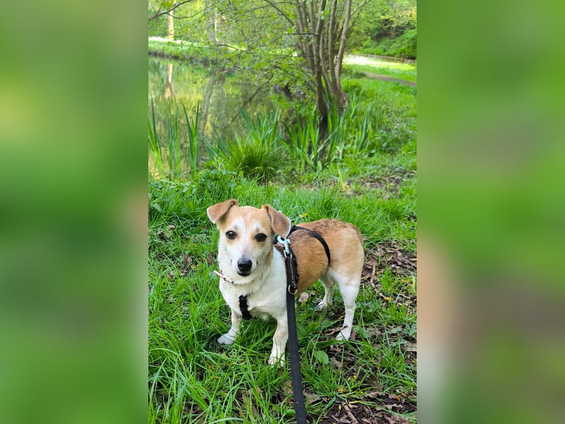 Egerke - neugierig , anhänglich 