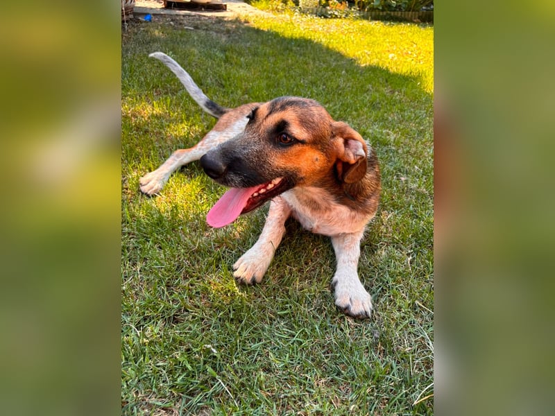 Toto, geboren 08.02.2026, 34cm sucht seine Leute