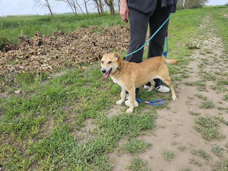 Wendy,  Geboren 07.2018, 42 cm sucht ihre Herzensmenschen