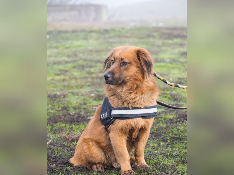 Leo SI - schüchtern, neugierig