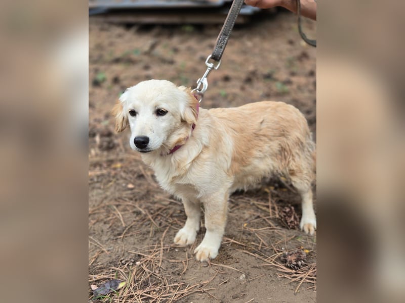Tessie - lieb und freundlich