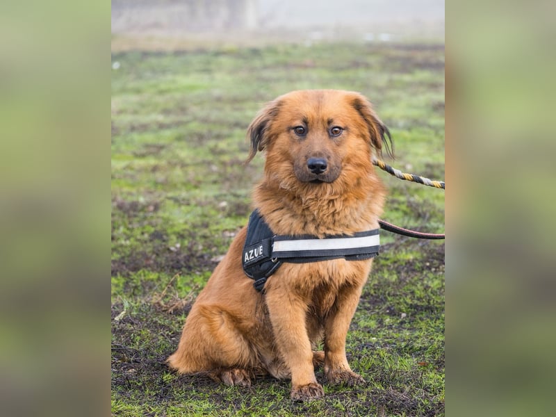 Leo SI - schüchtern, neugierig