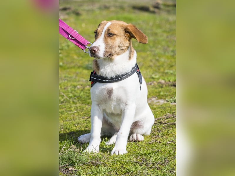 Tesco SI - schüchtern, manchmal ängstlich 