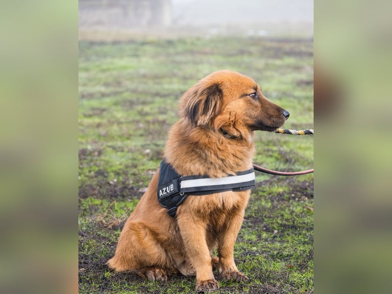 Leo SI - schüchtern, neugierig