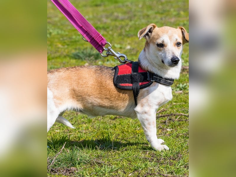 Egerke DE - zurückhaltend, eher scheu