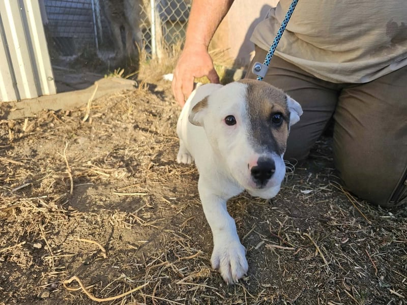 Byron, geboren 15.06.2026, 31cm sucht seine Chance