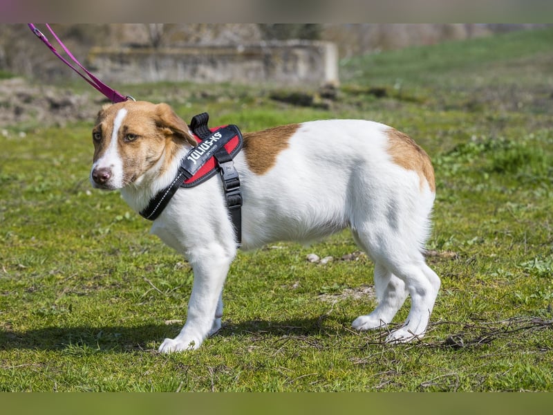 Tesco SI - schüchtern, manchmal ängstlich 