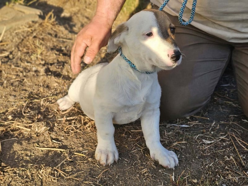 Byron, geboren 15.06.2026, 31cm sucht seine Chance