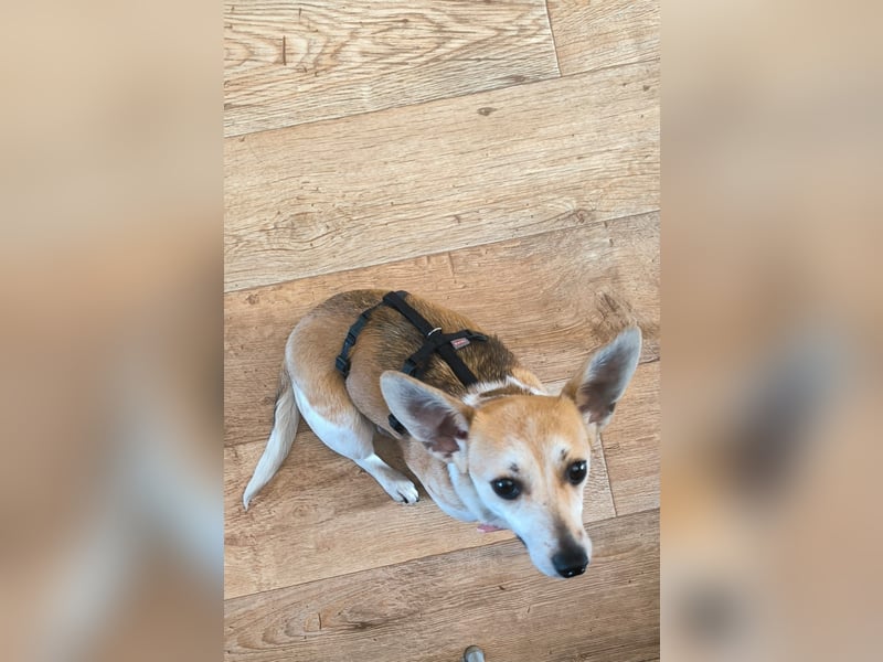 Egerke - neugierig , anhänglich 