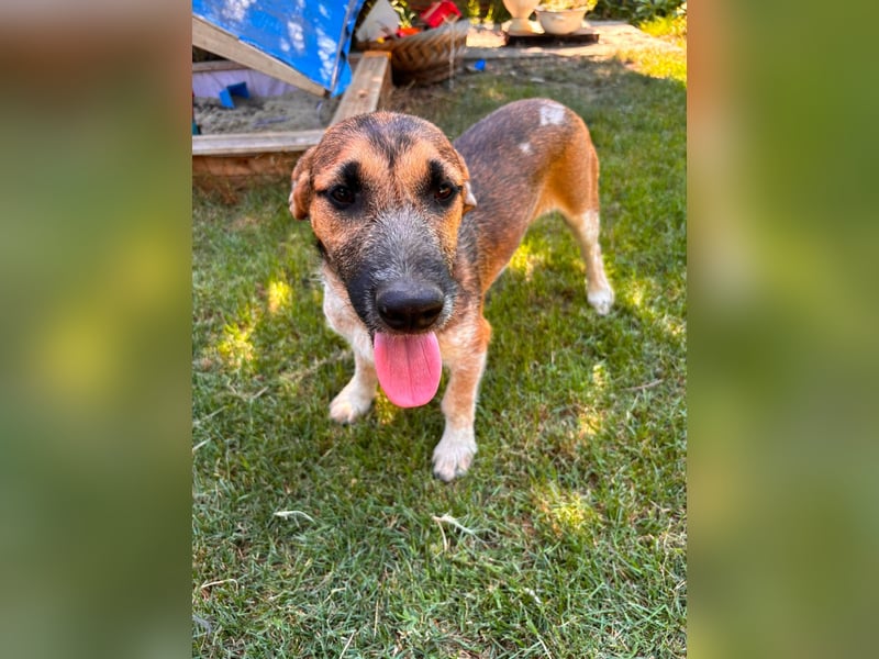 Toto, geboren 08.02.2026, 34cm sucht seine Leute