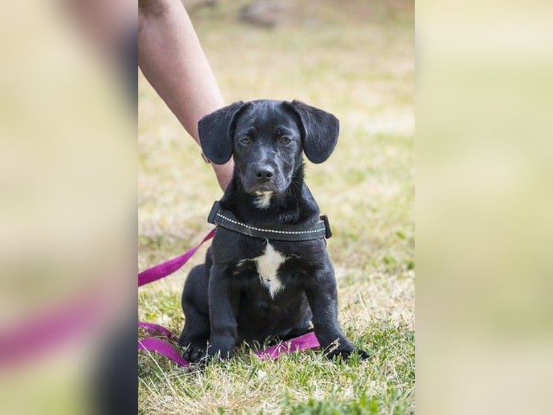 Bubba SI - verspielt, offen 