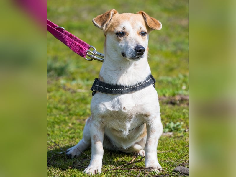 Egerke SI - zurückhaltend, eher scheu